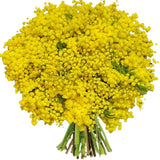 Mimosa Bouquet - Flowers Box London