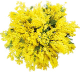 Mimosa Bouquet - Flowers Box London