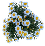Mini Daisy Argyrathemum in Wicker Basket