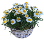 Mini Daisy Argyrathemum in Wicker Basket
