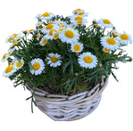 Mini Daisy Argyrathemum in Wicker Basket