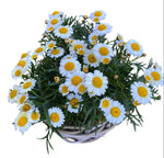 Mini Daisy Argyrathemum in Wicker Basket