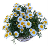 Mini Daisy Argyrathemum in Wicker Basket