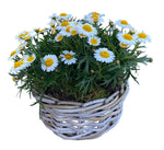 Mini Daisy Argyrathemum in Wicker Basket
