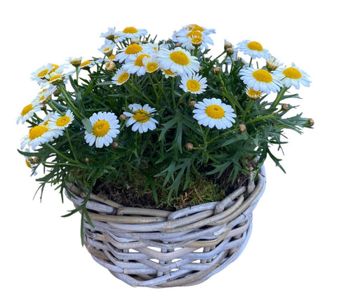 Mini Daisy Argyrathemum in Wicker Basket