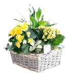 Mini Garden Gift Basket