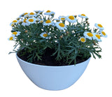 Mini Ox - eye Daisy in White Oval Pot - Flowers Box London