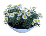 Mini Ox - eye Daisy in White Oval Pot - Flowers Box London
