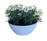 Mini Ox - eye Daisy in White Oval Pot - Flowers Box London