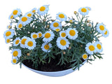 Mini Ox - eye Daisy in White Oval Pot - Flowers Box London
