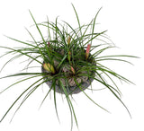 Mini Pink Tillandsia in Ceramic Bowl - Flowers Box London