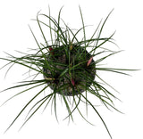 Mini Pink Tillandsia in Ceramic Bowl - Flowers Box London