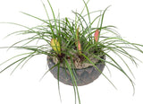 Mini Pink Tillandsia in Ceramic Bowl - Flowers Box London