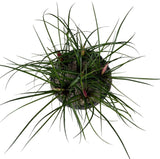 Mini Pink Tillandsia in Ceramic Bowl - Flowers Box London