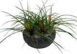 Mini Pink Tillandsia in Ceramic Bowl - Flowers Box London