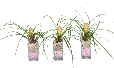 Mini Pink Tillandsia Trio Arrangement