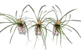 Mini Pink Tillandsia Trio Arrangement - Flowers Box London