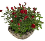 Mini Roses Plant Basket