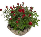 Mini Roses Plant Basket