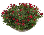 Mini Roses Plant Basket