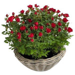 Mini Roses Plant Basket