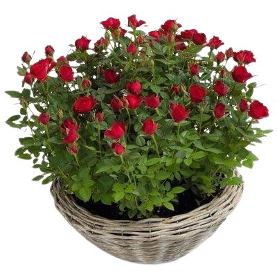 Mini Roses Plant Basket