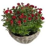 Mini Roses Plant Basket - Flowers Box London