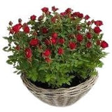 Mini Roses Plant Basket - Flowers Box London