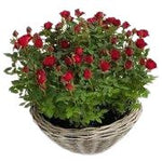 Mini Roses Plant Basket