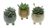 Mini Succulent Trio