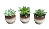 Mini Succulent Trio - Flowers Box London