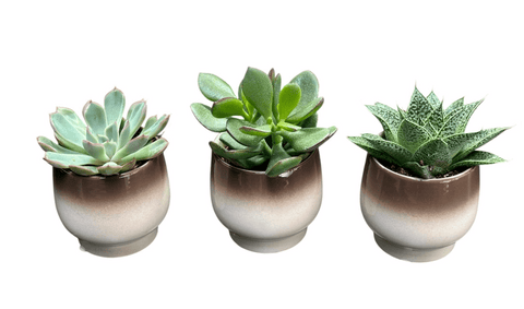 Mini Succulent Trio - Flowers Box London