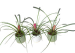 Mini Tillandsia Trio Set in Ceramic Pot - Flowers Box London