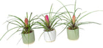 Mini Tillandsia Trio Set in Ceramic Pot - Flowers Box London