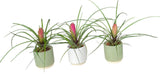 Mini Tillandsia Trio Set in Ceramic Pot - Flowers Box London