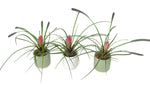 Mini Tillandsia Trio Set in Ceramic Pot - Flowers Box London