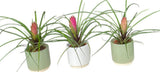 Mini Tillandsia Trio Set in Ceramic Pot - Flowers Box London