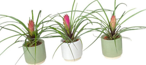 Mini Tillandsia Trio Set in Ceramic Pot - Flowers Box London
