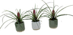 Mini Tillandsia Trio Set in Ceramic Pot - Flowers Box London