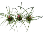 Mini Tillandsia Trio Set in Ceramic Pot - Flowers Box London