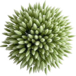 Mint Lagurus Bouquet - Flowers Box London