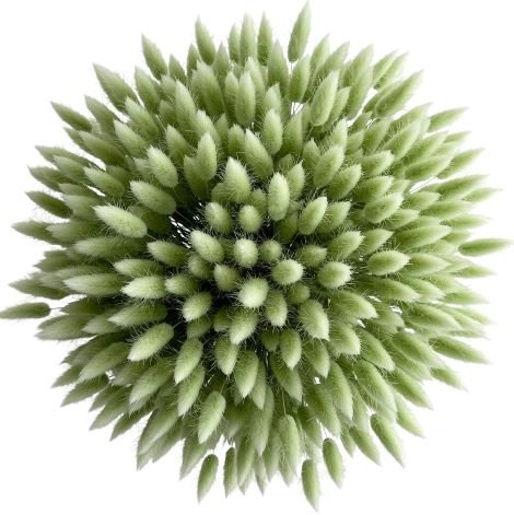 Mint Lagurus Bouquet - Flowers Box London
