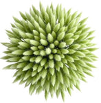 Mint Lagurus Bouquet - Flowers Box London