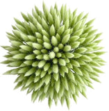 Mint Lagurus Bouquet - Flowers Box London