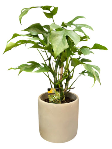 Monstera Deliciosa - Flowers Box London