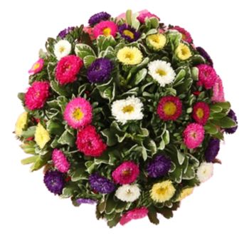 Multicolored Aster with Greenery Bouquet