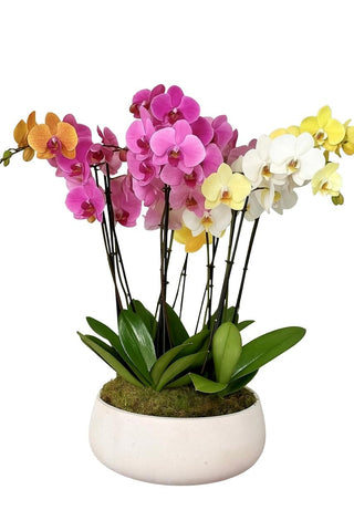 Multicolored Orchids in Round Ceramic Pot - Flowers Box London