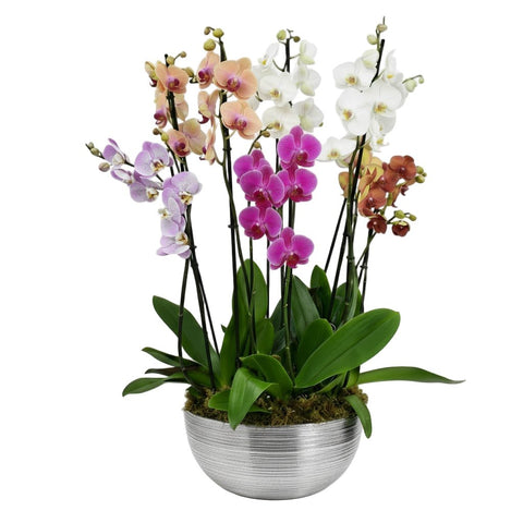 Multicolored Orchids in Round Ceramic Pot - Flowers Box London
