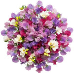 Multicolored Sweet Pea with Freesias Bouquet - Flowers Box London