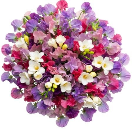 Multicolored Sweet Pea with Freesias Bouquet - Flowers Box London